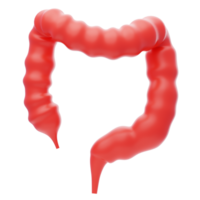 grande intestino 3d icona. umano intestini 3d icona png