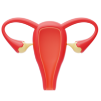 uterus 3d icon.  Female reproductive organ, uterus, ovaries png