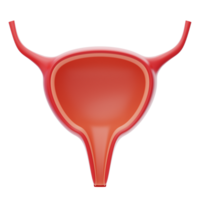 Bladder 3D Icon. Urinary system. Human organ 3d illustration png