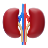 njure 3d ikon. mänsklig njure inre organ 3d illustration png