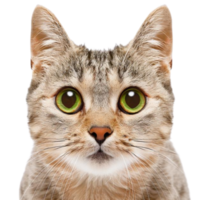 Katze png transparent