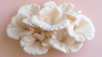 AI generated Oyster mushroom pleurotus ostreatus on subtle pastel colored background for aesthetic appeal photo