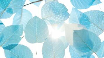 AI generated Blue tree leaf skeleton texture with shining light, ideal for nature inspired design projects. photo