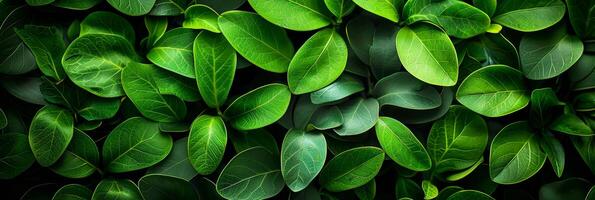 AI generated Close up texture of green hedge wall with small leaves in garden, eco friendly evergreen background photo