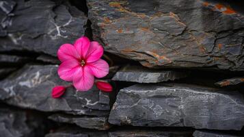 ai generado macro Disparo de minúsculo flor cierne en grieta en pavimento enfatiza Resiliencia de naturaleza foto