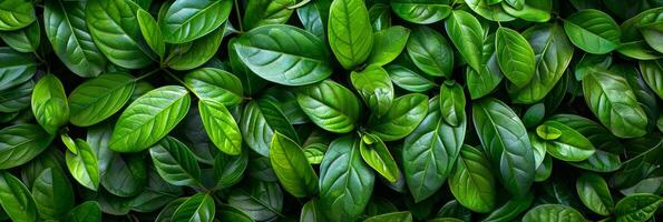 AI generated Closeup of lush green hedge wall with small leaves in garden   eco friendly evergreen background photo