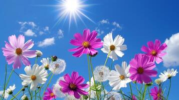 AI generated Sunlit meadow with white   pink daisies and yellow dandelions under blue sky, ideal for text overlay photo