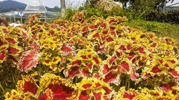 cerca arriba de rojo y amarillo hoja coleo plantas en el jardín foto