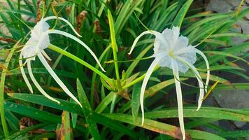 Close up of White Spider Orchid, white flowers photo