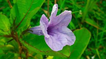 Close up Purple flower or Ruellia tuberosa photo