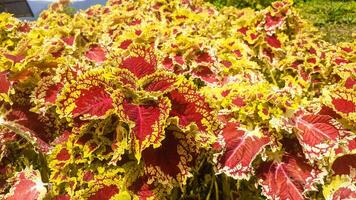 cerca arriba de rojo y amarillo hoja coleo plantas en el jardín foto