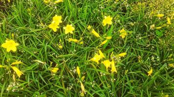 Close up of beautiful yellow lily flower photo