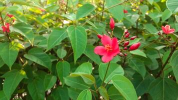 Close up of red flowers or Erythrina crista flowers photo