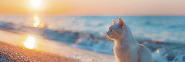 ai generado blanco gato acecho amanecer en azul playa playa foto