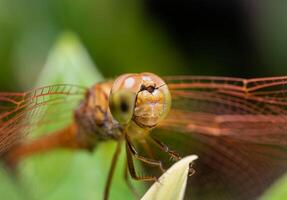 Close-up or macro photo of a dragonfly. Insect photo. Insect life in nature perched on a leaf. Dragonfly species. grid patterned eyes