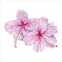 Two watercolor pink and white hibiscus flowers. Hand painted blossom isolated on white background. Realistic delicate floral element. Hibiscus tea, syrup, cosmetics, beauty, fashion prints, designs vector