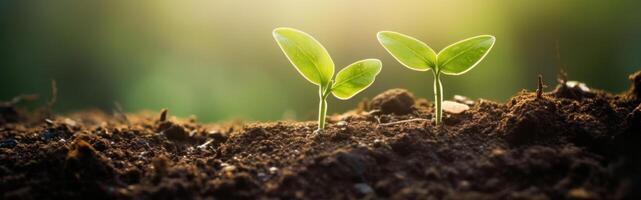 AI Generated Young twin saplings emerge from the ground, symbolizing new beginnings and the enduring sustainability of life. photo