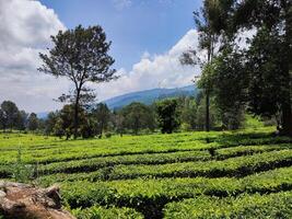 a lush green tea plantation. The tea plants are short bushes with small green leaves. In the background, there are rows of taller trees and mountains in the distance. photo