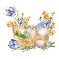 Easter watercolor illustration with colorful eggs in basket and spring flowers isolated on white. Straw basket with varicolored eggs, crocus hand painted for Easter design in neutral color. vector