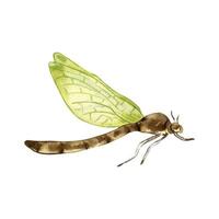 Watercolor dragonfly with green wings isolated on white. Flying dragonfly illustration hand drawn. Colorful sketch insect with transparent wings. Design element for greeting cards, tableware, textile. vector