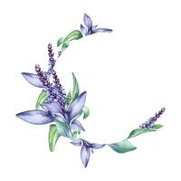 Wreath of sage herbal plant watercolor illustration isolated on white background. Circle frame with salvia officinalis, purple leaves, useful herb hand drawn. Design for label, package, postcard vector