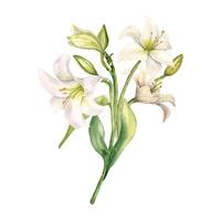 Watercolor botanical white flowers isolated on white background. Easter floral bunch hand drawn. White bush lily, stem, bud and leaves. Gentle element for invitation, Easter decorations, wedding. vector