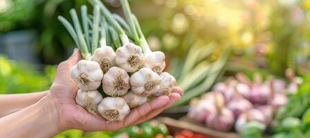 AI generated Hand holding garlic bulb on blurred background with copy space for selection and text placement photo