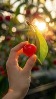 AI generated Hand holding ripe sweet cherries with copy space on blurred background for text placement photo