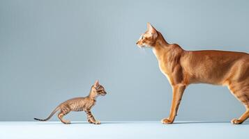 ai generado borneo bahía gato y gatito retrato con generoso vacío espacio en el izquierda para agregando texto foto