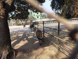 a zebra standing next to a tree in a zoo photo