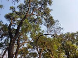 un ver de un cerca y un árbol en el distancia foto