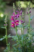 Antirrhinum is a genus of plants commonly known as dragon flowers photo