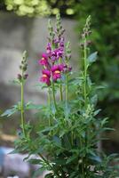 Antirrhinum is a genus of plants commonly known as dragon flowers photo