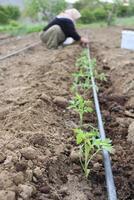 un mujer es plantando un tomate planta en un campo. destilación sistema en agricultura foto