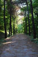 Istanbul Belgrade Forest. Dirt road between pine trees. endemic pine trees photo