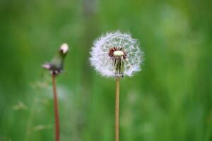 Dandelion flower on green background. Taraxacum photo