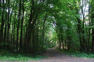 Estanbul Belgrado bosque. suciedad la carretera Entre pino arboles endémico pino arboles foto