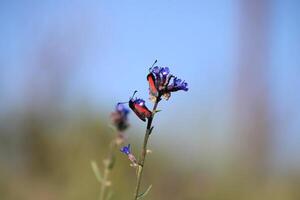 Ladybugs on a blue flower photo