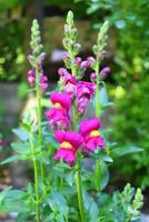 Antirrhinum is a genus of plants commonly known as dragon flowers photo