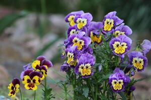 viola tricolor es un común europeo salvaje flor, creciente como un anual o corto vivido perenne. foto