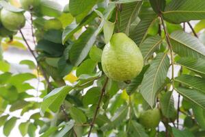 Guava fruit on the tree in the garden with green leaves background photo