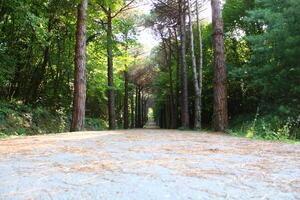 Estanbul Belgrado bosque. suciedad la carretera Entre pino arboles endémico pino arboles foto