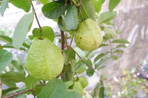 Guava fruit on the tree in the garden with green leaves background photo