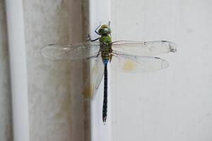 Dragonfly on the wall in the garden. Selective focus. photo