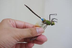 dragonfly on the hand, close-up of a dragonfly photo