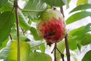 guayaba Fruta en el árbol en el jardín con verde hojas antecedentes foto