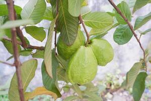 Guava fruit on the tree in the garden with green leaves background photo