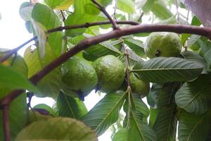 Guava fruit on the tree in the garden with green leaves background photo