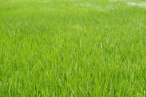 Green rice field background. Green grass texture. photo