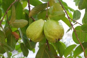 Guava fruit on the tree in the garden with green leaves background photo